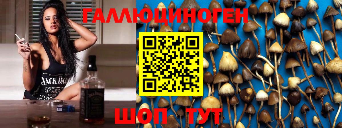 Галлюциногенные грибы Cubensis Сегежа